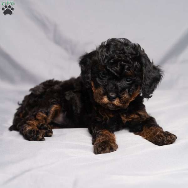 Danielle, Cavapoo Puppy